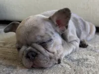Brandy, a male French Bulldog for sale in Tampa, FL – 5 of 10