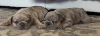 Tito, a male French Bulldog for sale in Tampa, FL – 9 of 10