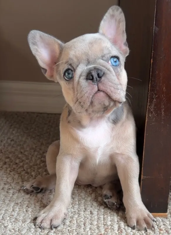 Brandy, a male French Bulldog for sale in Tampa, FL – 1 of 10