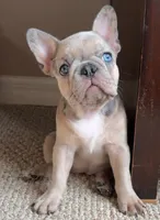 Brandy, a male French Bulldog for sale in Tampa, FL – 1 of 10