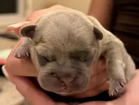 Tito, a male French Bulldog for sale in Tampa, FL – 2 of 10