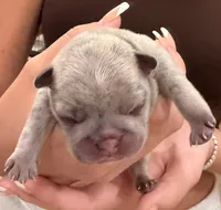 Brandy, a male French Bulldog for sale in Tampa, FL – 2 of 10