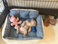 Brandy, a male French Bulldog for sale in Tampa, FL – 7 of 10