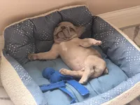 Tito, a male French Bulldog for sale in Tampa, FL – 5 of 10
