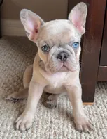 Brandy, a male French Bulldog for sale in Tampa, FL – 3 of 10
