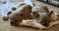Tito, a male French Bulldog for sale in Tampa, FL – 8 of 10