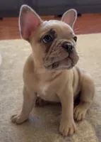 Tito, a male French Bulldog for sale in Tampa, FL – 4 of 10