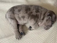 Brandy, a male French Bulldog for sale in Tampa, FL – 4 of 10