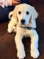 Cooper, a male English Cream Golden Retriever for sale in Cumming, GA – 2 of 2
