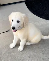 Cooper, a male English Cream Golden Retriever for sale in Cumming, GA – 1 of 2