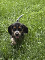 Willy Nelson , a male Beagle for sale in Decatur, IL – 4 of 5