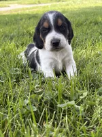 George strait, a male Beagle for sale in Decatur, IL – 4 of 4