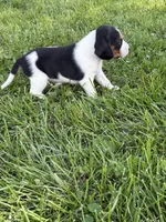 Dolly Parton , a female Beagle for sale in Decatur, IL – 3 of 4