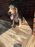 Willy Nelson , a male Beagle for sale in Decatur, IL – 7 of 7
