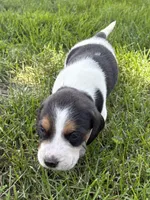 Hank willams, a male Beagle for sale in Decatur, IL – 2 of 4