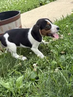 Dolly Parton , a female Beagle for sale in Decatur, IL – 6 of 8