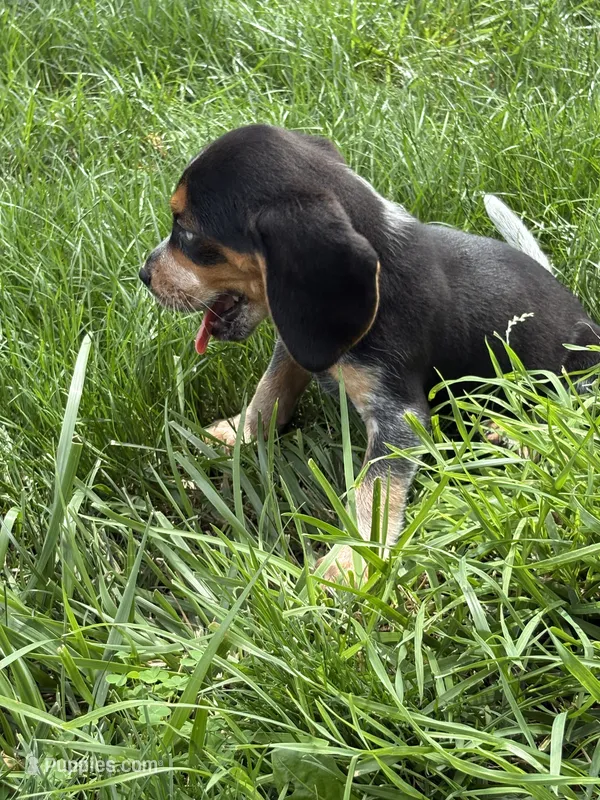 Willy Nelson  – Beagle puppy for sale in Decatur, IL