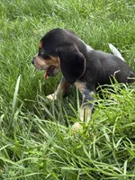 Willy Nelson , a male Beagle for sale in Decatur, IL – 3 of 5