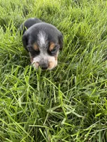 Jonny cash, a male Beagle for sale in Decatur, IL – 2 of 3