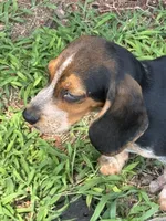 Willy Nelson , a male Beagle for sale in Decatur, IL – 4 of 7