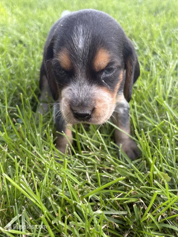 Willy Nelson  – Beagle puppy for sale in Decatur, IL