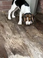 Dolly Parton , a female Beagle for sale in Decatur, IL – 6 of 7