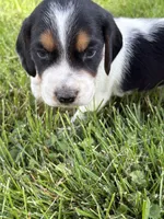 George strait, a male Beagle for sale in Decatur, IL – 2 of 4