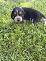 Willy Nelson , a male Beagle for sale in Decatur, IL – 2 of 2
