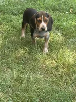 Willy Nelson , a male Beagle for sale in Decatur, IL – 5 of 7