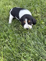 Dolly Parton , a female Beagle for sale in Decatur, IL – 4 of 4
