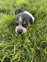 Jonny cash, a male Beagle for sale in Decatur, IL – 3 of 3