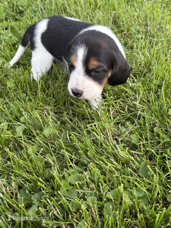 Dolly Parton  – Beagle puppy for sale in Decatur, IL