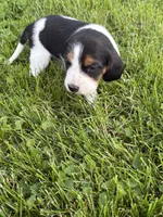 Dolly Parton , a female Beagle for sale in Decatur, IL – 1 of 4