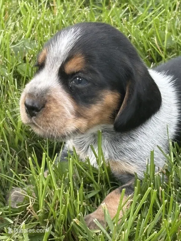 Jonny cash – Beagle puppy for sale in Decatur, IL