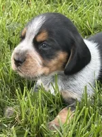Jonny cash, a male Beagle for sale in Decatur, IL – 1 of 3