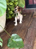 Dolly Parton , a female Beagle for sale in Decatur, IL – 5 of 7