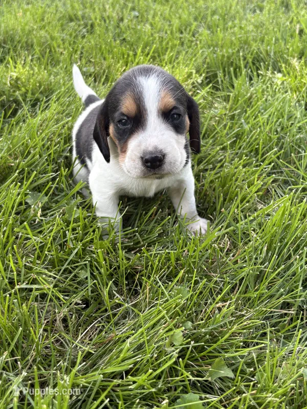 Hank willams – Beagle puppy for sale in Decatur, IL
