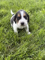 Hank willams, a male Beagle for sale in Decatur, IL – 1 of 4