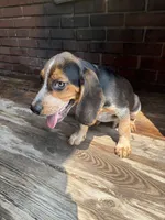 Willy Nelson , a male Beagle for sale in Decatur, IL – 6 of 7
