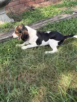 Dolly Parton , a female Beagle for sale in Decatur, IL – 7 of 7