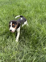 Dolly Parton , a female Beagle for sale in Decatur, IL – 7 of 8