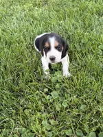 Hank willams, a male Beagle for sale in Decatur, IL – 3 of 4