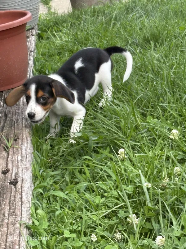 Dolly Parton  – Beagle puppy for sale in Decatur, IL