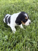 George strait, a male Beagle for sale in Decatur, IL – 3 of 4