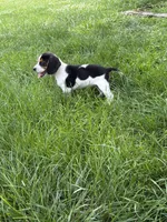 Dolly Parton , a female Beagle for sale in Decatur, IL – 8 of 8