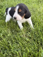 Dolly Parton , a female Beagle for sale in Decatur, IL – 2 of 4