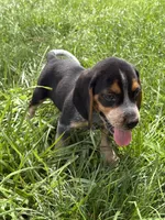 Willy Nelson , a male Beagle for sale in Decatur, IL – 5 of 5