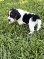 George strait, a male Beagle for sale in Decatur, IL – 1 of 4
