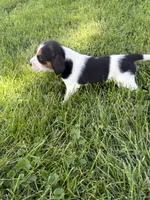 Hank willams, a male Beagle for sale in Decatur, IL – 4 of 4