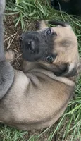N/A, a female Cane Corso for sale in Jacksonville, FL – 2 of 9